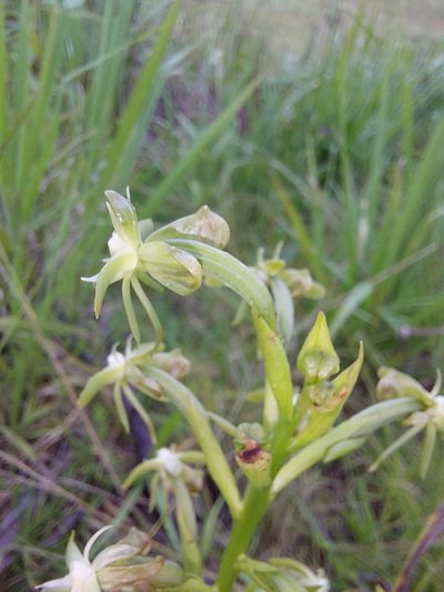 Habenaria humilior, photographed by Manuel R Popp