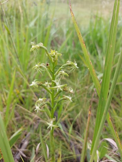 Habenaria humilior, photographed by Manuel R Popp