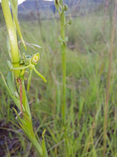 Habenaria filicornis, photographed by Manuel R Popp