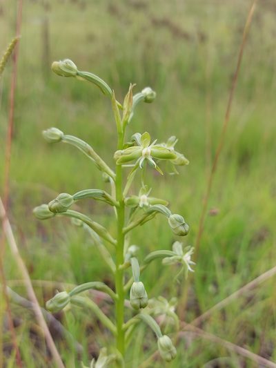 Habenaria humilior, photographed by Manuel R Popp