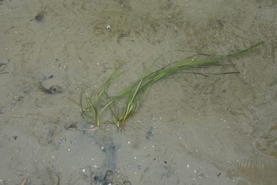 Vallisneria spiralis, photographed by Olena V. Vakarenko