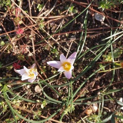Romulea bulbocodium, photographed by Dimitra Vasileiadou