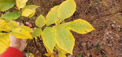 Carya glabra, photographed by Carla Hall