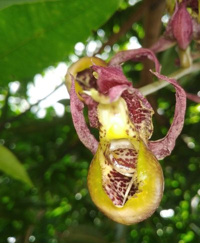 Catasetum maculatum, photographed by FERNANDO MONTEZUMA
