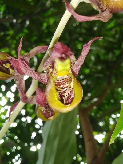 Catasetum maculatum, photographed by FERNANDO MONTEZUMA