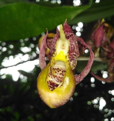 Catasetum maculatum, photographed by FERNANDO MONTEZUMA