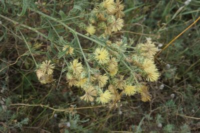 Centaurea salonitana, photographed by Olena V. Vakarenko