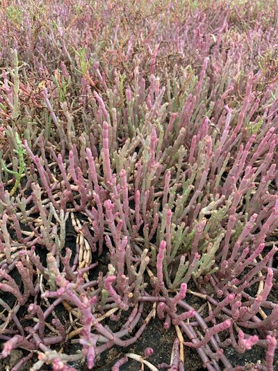 Salicornia meyeriana, photographed by Dave Richardson
