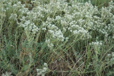 Teucrium polium, photographed by Olena V. Vakarenko