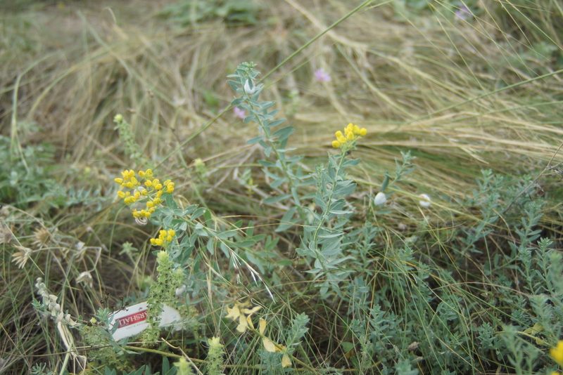 Haplophyllum suaveolens, photographed by Olena V. Vakarenko