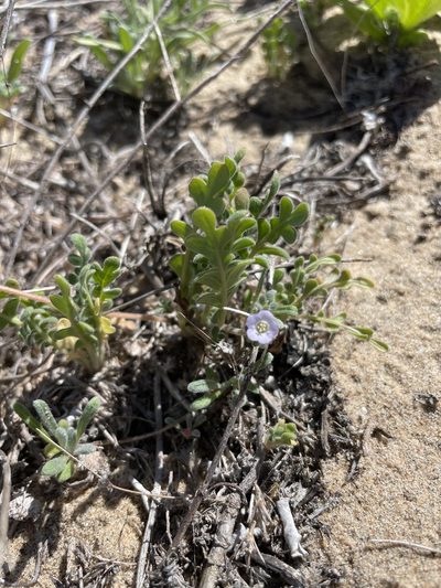 Phacelia stellaris, photographed by Sula Vanderplank