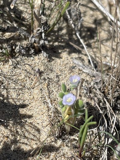 Phacelia stellaris, photographed by Sula Vanderplank