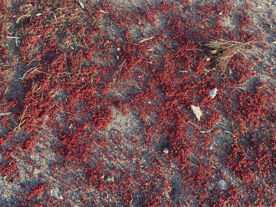 Sedum smallii, photographed by lejones417