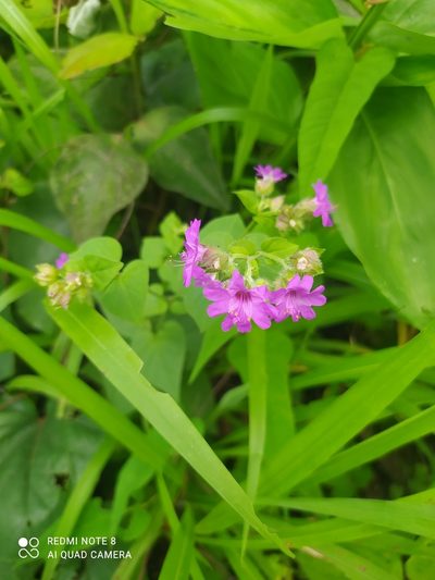 Mirabilis violacea, photographed by Ileana Herrera