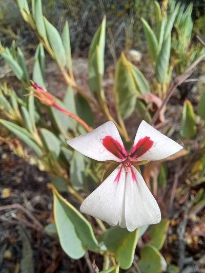 Pelargonium lanceolatum, photographed by Danie Palm