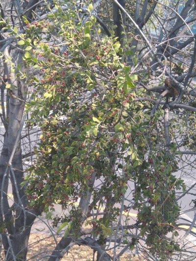 Cladocolea loniceroides, photographed by Jordi Martínez Martínez