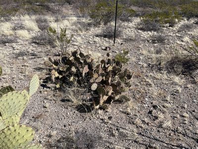 Opuntia camanchica, photographed by CK2AZ