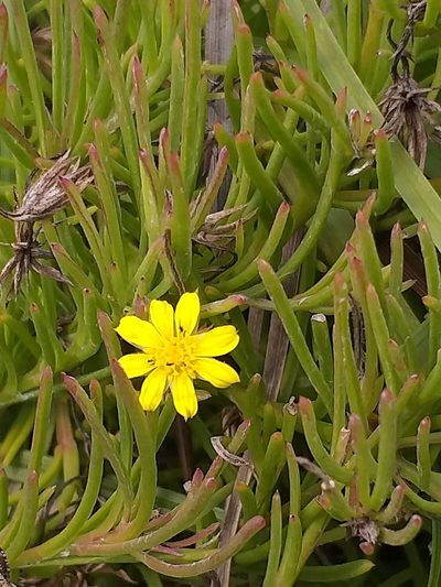 Osteospermum triquetrum, photographed by kevin koen