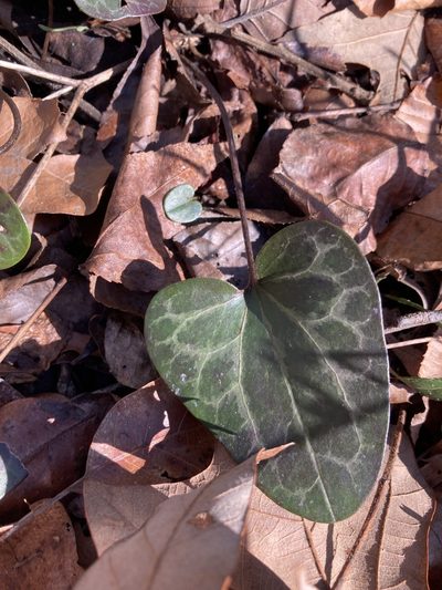 Asarum lewisii, photographed by TERRI MEWBORN