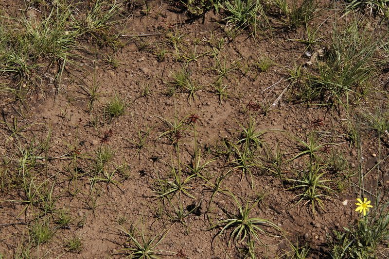 Cyperus usitatus, photographed by Tony Rebelo