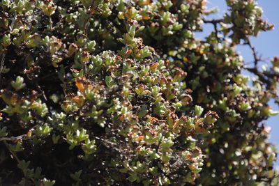 Ruschia putterillii, photographed by Tony Rebelo
