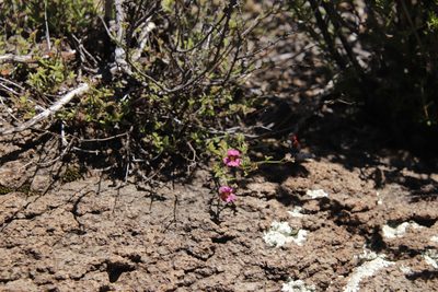 Jamesbrittenia aspleniifolia, photographed by Tony Rebelo