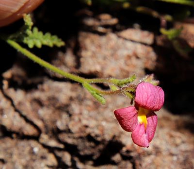 Jamesbrittenia aspleniifolia, photographed by Tony Rebelo