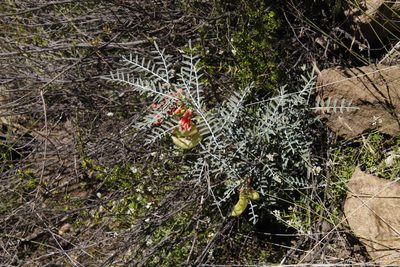 Lessertia frutescens, photographed by Tony Rebelo