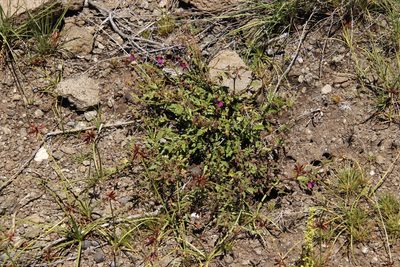 Hermannia coccocarpa, photographed by Tony Rebelo