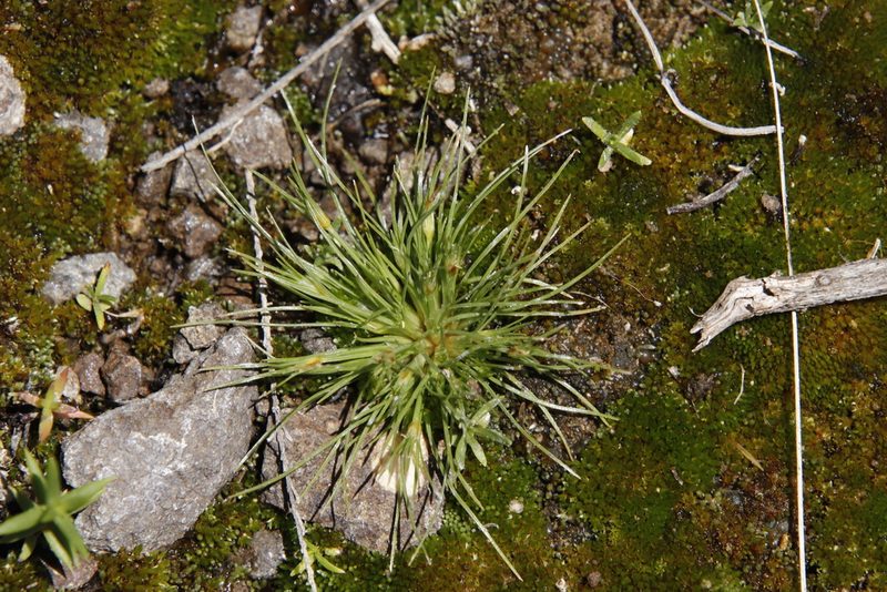 Bulbostylis humilis, photographed by Tony Rebelo