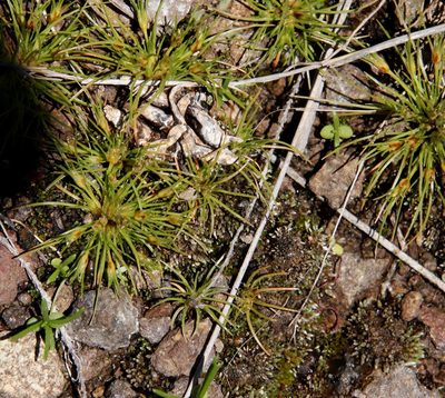 Bulbostylis humilis, photographed by Tony Rebelo
