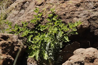 Solanum retroflexum, photographed by Tony Rebelo