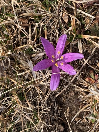 Colchicum bulbocodium, photographed by Naturalista