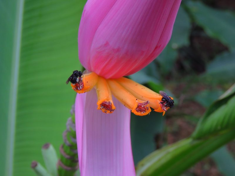 Musa ornata, photographed by Annika Lindqvist