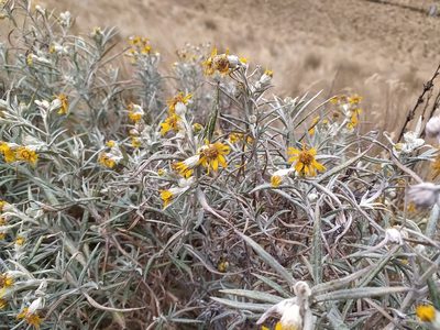 Senecio cinerarioides, photographed by Obed Palagot Echavarria