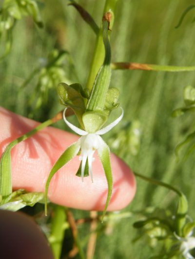 Habenaria schimperiana, photographed by Antoinette Eyssell Knox