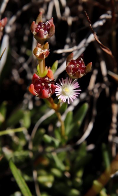 Delosperma congestum, photographed by Tony Rebelo