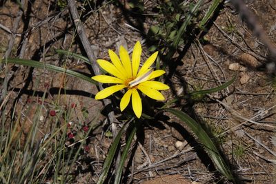 Gazania krebsiana, photographed by Tony Rebelo