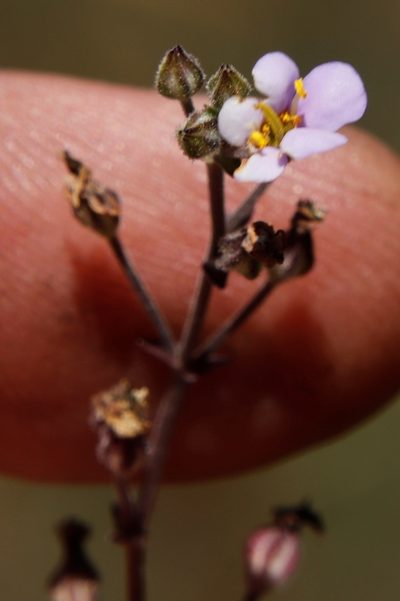 Chaenostoma patrioticum, photographed by Tony Rebelo