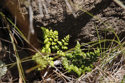 Choristosoria quadripinnata, photographed by Tony Rebelo