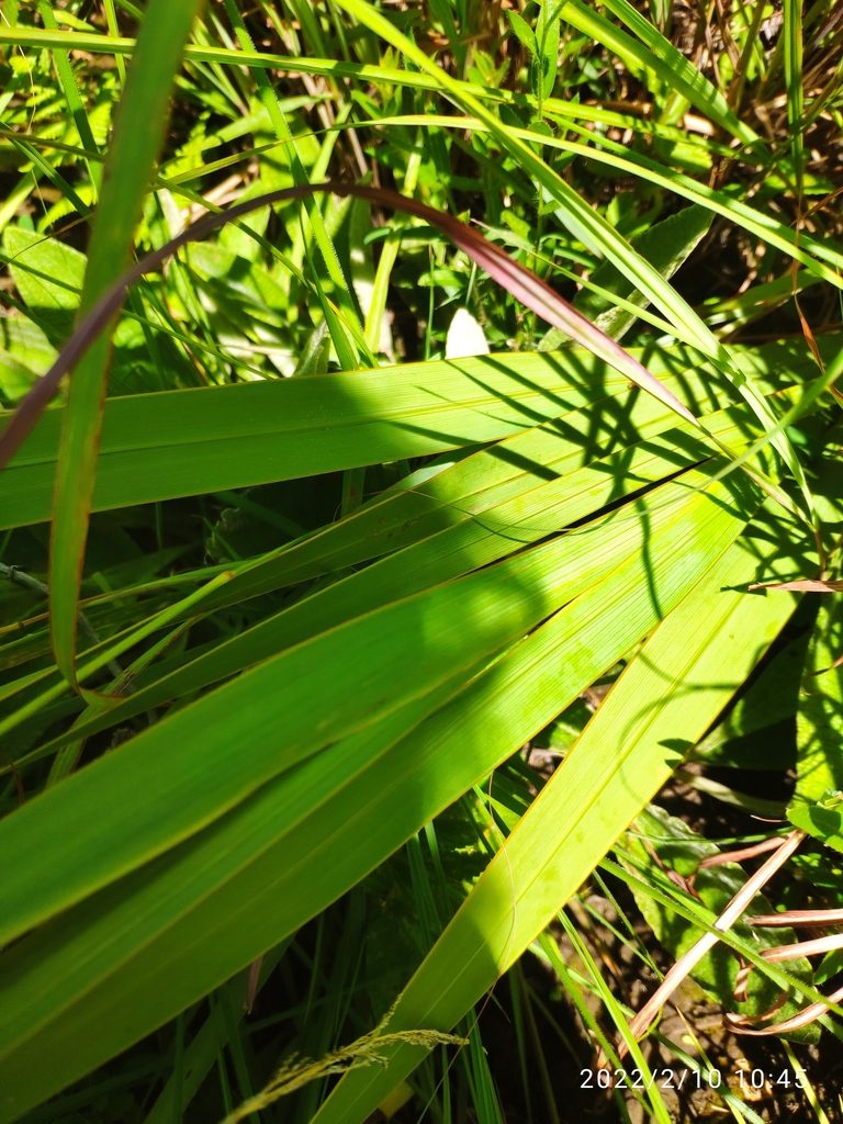 Watsonia transvaalensis, photographed by Antoinette Eyssell Knox
