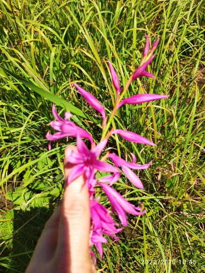 Watsonia transvaalensis, photographed by Antoinette Eyssell Knox