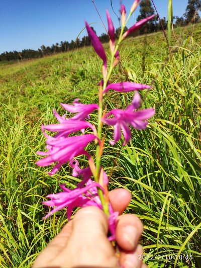 Watsonia transvaalensis, photographed by Antoinette Eyssell Knox
