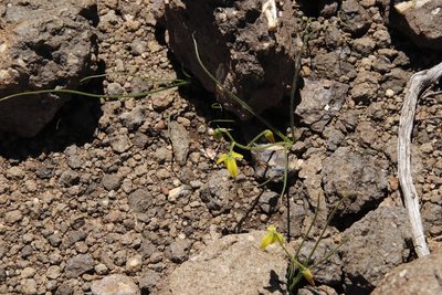 Albuca shawii, photographed by Tony Rebelo