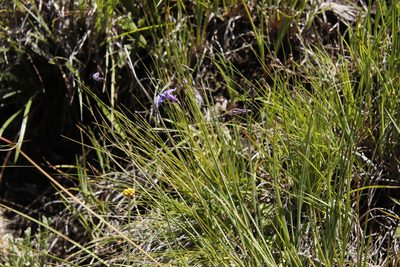 Lobelia preslii, photographed by Tony Rebelo