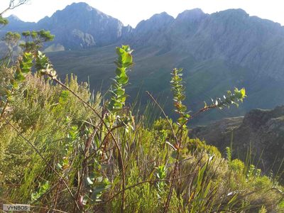 Cliffortia denticulata, photographed by Chris Vynbos