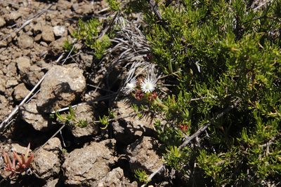 Delosperma lineare, photographed by Tony Rebelo