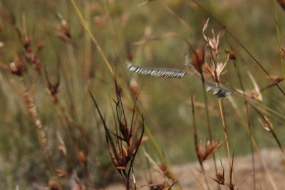 Harpochloa falx, photographed by Tony Rebelo