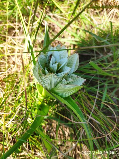Colchicum melanthioides, photographed by Antoinette Eyssell Knox