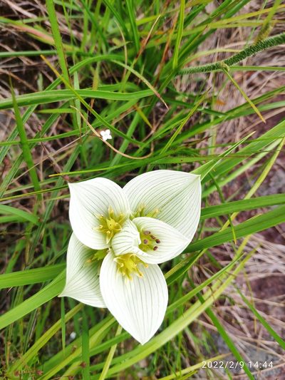 Colchicum melanthioides, photographed by Antoinette Eyssell Knox
